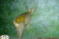 Capreolus capreolus