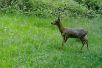 Capreolus capreolus