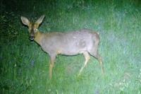Capreolus capreolus