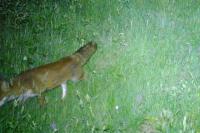 Vulpes vulpes