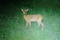 Capreolus capreolus