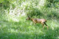 Capreolus capreolus
