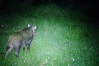 Sus scrofa