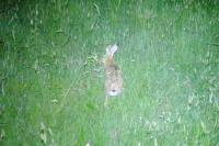 Lepus europaeus