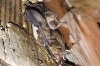 Myotis myotis