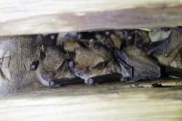 Myotis emarginatus
