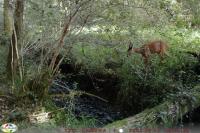 Capreolus capreolus
