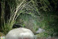 Sus scrofa