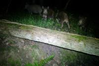 Sus scrofa