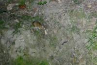 Apodemus sylvaticus