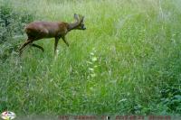 Capreolus capreolus
