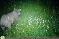 Sus scrofa
