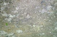Erinaceus europaeus