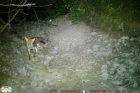 Vulpes vulpes