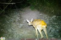 Capreolus capreolus