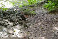Sciurus vulgaris