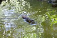 Myocastor coypus