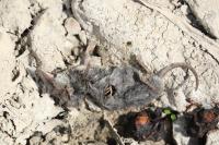 Crocidura russula