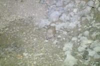 Erinaceus europaeus