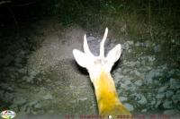 Capreolus capreolus