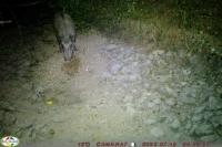 Sus scrofa