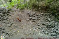 Sciurus vulgaris