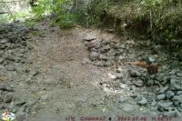 Sciurus vulgaris