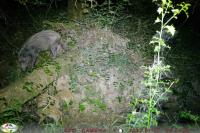 Sus scrofa