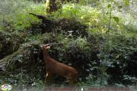 Capreolus capreolus