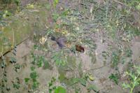Mustela putorius