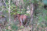 Cervus elaphus