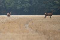 Cervus elaphus