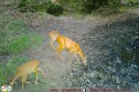 Capreolus capreolus