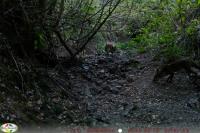 Vulpes vulpes