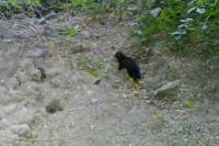 Mustela putorius