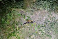 Mustela putorius