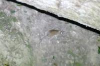 Apodemus sylvaticus