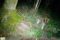 Sus scrofa