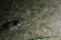 Mustela putorius