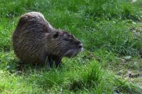 Myocastor coypus
