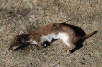Mustela nivalis
