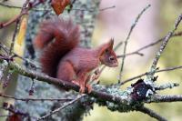 Sciurus vulgaris