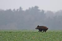 Sus scrofa