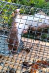 Mustela nivalis