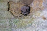Myotis myotis