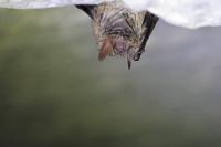 Myotis emarginatus