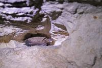 Myotis bechsteinii