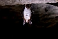 Myotis myotis