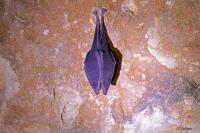 Rhinolophus ferrumequinum