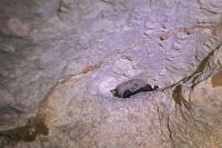 Myotis daubentonii